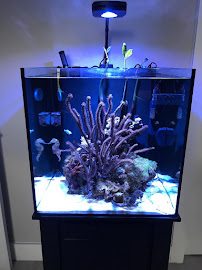 Aquarium Solutions - Maintenance & Services
