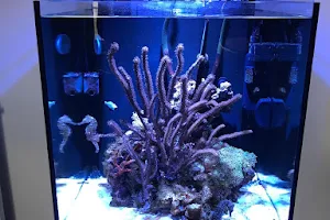 Aquarium Solutions - Maintenance & Services image