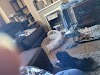 Belle Vue Vets Logo, Wigton, Storbritannia, Veterinary Care