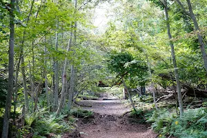 苔の回廊 image
