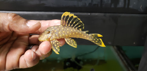 Aquarium «Skoolz of Fish», reviews and photos, 1503 Chamberlayne Ave, Richmond, VA 23222, USA