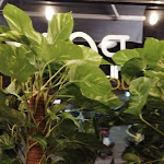 Photo n°7 de l'avis de vecchiomanontroppo.f fait le 01/12/2019 à 21:28 sur le  Franky's à Rome