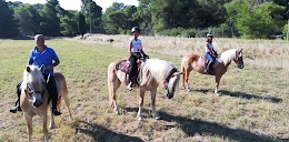 Equitazione e Allevamento Cavalli D'Onofrio Haflinger Horse