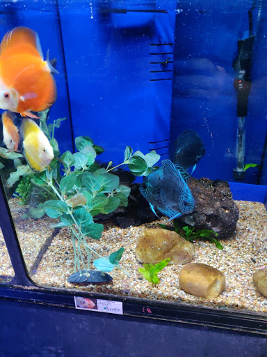 Tropical Fish Store «Exotic Aquatics», reviews and photos, 2929 Custer Rd #317, Plano, TX 75075, USA