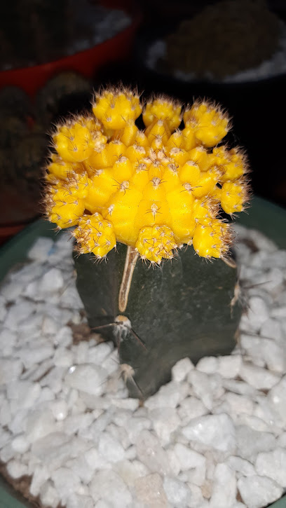 Mi Mundo mis cactus y suculentas