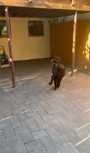 Construction Company «Hi Tech Contracting & Restoration Corp», reviews and photos, 8767 24th Ave, Brooklyn, NY 11214, USA