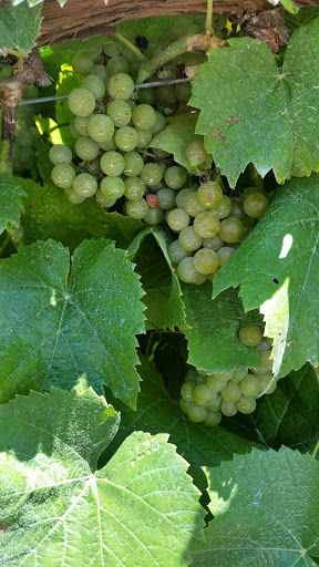 Vineyard «Romano Vineyard & Winery», reviews and photos, 15715 Bald Eagle School Rd, Brandywine, MD 20613, USA