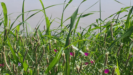 Park «Trammell Crow Park», reviews and photos, 3700 Sylvan Ave, Dallas, TX 75207, USA