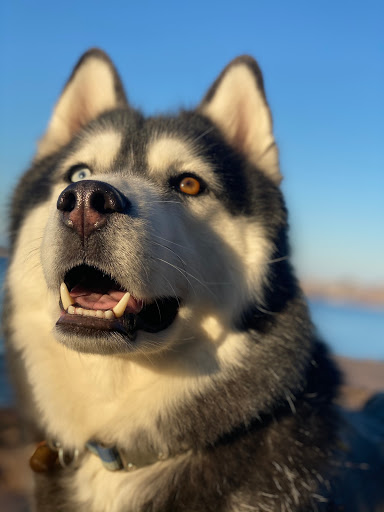 Pet Groomer «Pampered Pet Grooming & Supply», reviews and photos, 1127 North Ave #14, Burlington, VT 05408, USA