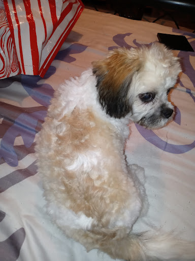 Pet Supply Store «Zoo-Rama Pets», reviews and photos, 2566 E Tremont Ave, Bronx, NY 10461, USA