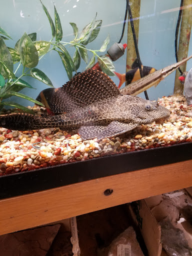 Tropical Fish Store «Pet Friendly Inc», reviews and photos, 845 Manitou Rd, Hilton, NY 14468, USA