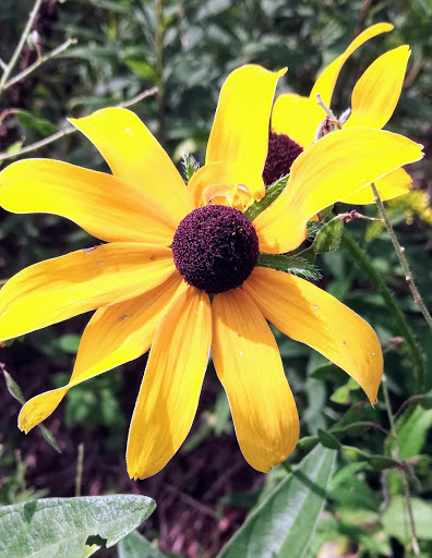 Nature Preserve «Audubon Greenwich», reviews and photos, 613 Riversville Rd, Greenwich, CT 06831, USA