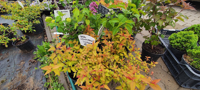 Comentarii opinii despre Koronya Kertészet