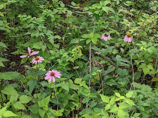 Nature Preserve «Rock Run Preserve - Black Road Access», reviews and photos, Black Rd, Joliet, IL 60431, USA