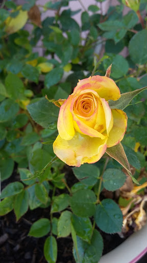 Book Store «Pipe & Thimble Bookstore», reviews and photos, 24830 Narbonne Ave, Lomita, CA 90717, USA