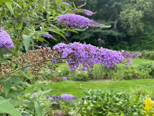 Park «Pardee Rose Gardens», reviews and photos, 180 Park Rd, Hamden, CT 06517, USA