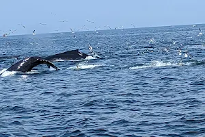 Dolphin Fleet Whale Watch image