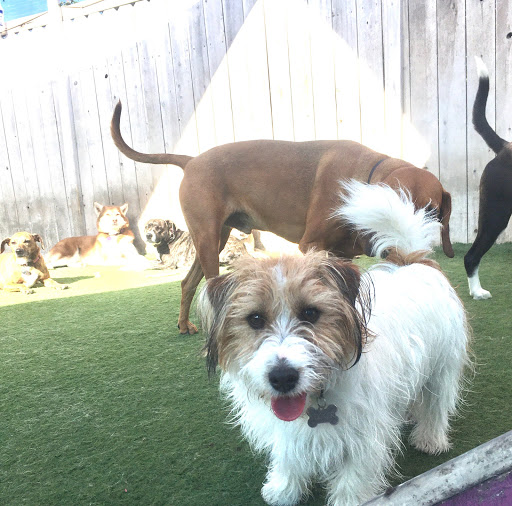 Dog training classes San Diego