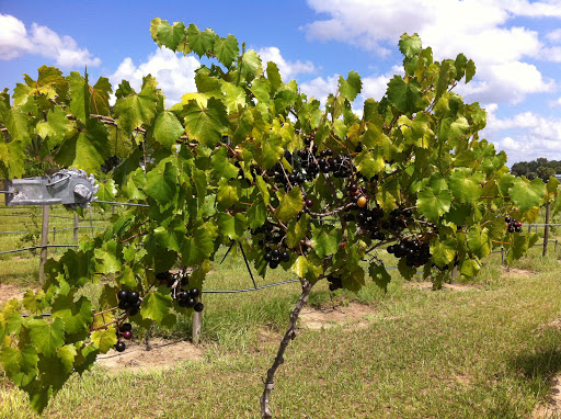 Winery «Hutchinson Farm Winery, LLC», reviews and photos, 8061 Stone Rd, Apopka, FL 32703, USA