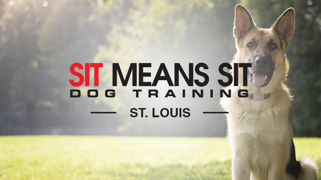 Sit Means Sit Dog Training St. Louis