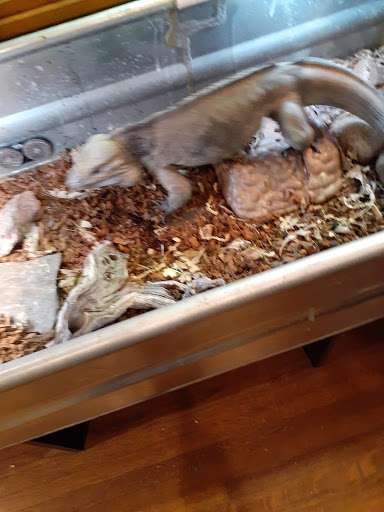 Reptile Store «Pets & Things», reviews and photos, 44825 Van Dyke, Utica, MI 48317, USA