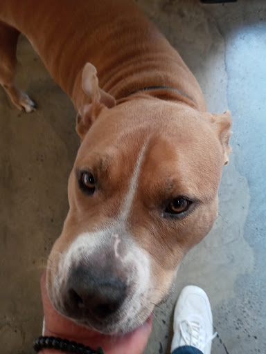 Pet Supply Store «Pet Project», reviews and photos, 548 S Spring St, Los Angeles, CA 90013, USA