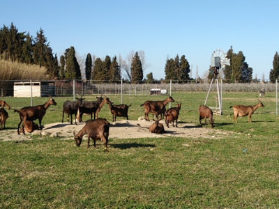 La Ferme du Ségalon à Graveson