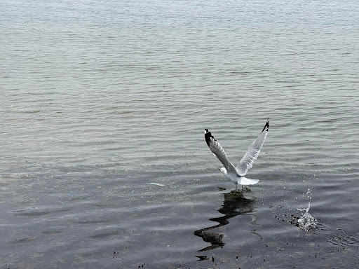 Chamber of Commerce «VISIT Lake Geneva», reviews and photos, 201 Wrigley Dr, Lake Geneva, WI 53147, USA