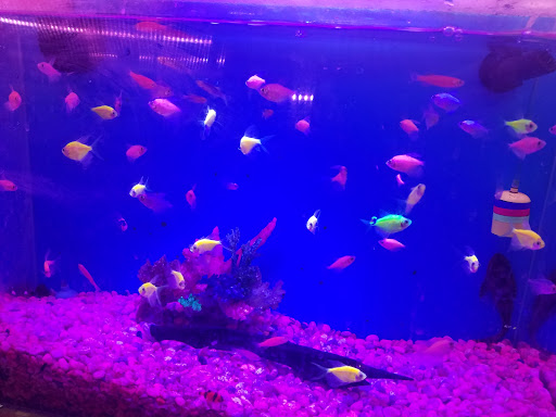 Aquarium Shop «Total Fish & Pets», reviews and photos, 137 Valley Blvd, Alhambra, CA 91801, USA