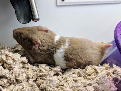 Pet Supply Store «Petco Animal Supplies», reviews and photos, 4915 E 41st St C, Tulsa, OK 74135, USA