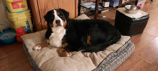 Pet Store «The Canine Cookie Company», reviews and photos, 207 E Louisiana St, McKinney, TX 75069, USA