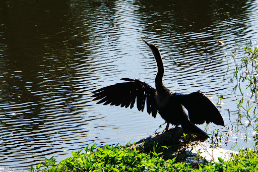 Golf Club «Oaks National Golf Club», reviews and photos, 1500 The Oaks Blvd, Kissimmee, FL 34746, USA