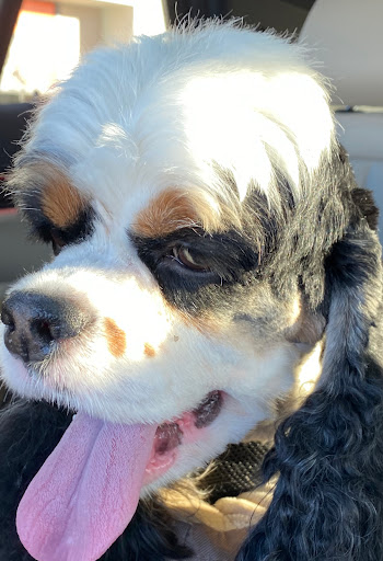 Pet Supply Store «PetSmart», reviews and photos, 2391 NJ-66, Ocean Township, NJ 07712, USA