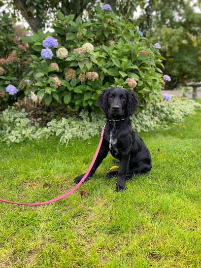 Ivy's Dog Training