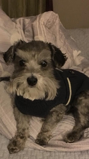 Pet Store «Tri-Creek Kennels», reviews and photos, 5641 US-129, Pendergrass, GA 30567, USA