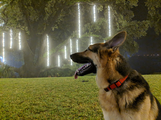 History Museum «Kaminski House Museum», reviews and photos, 1003 Front St, Georgetown, SC 29440, USA