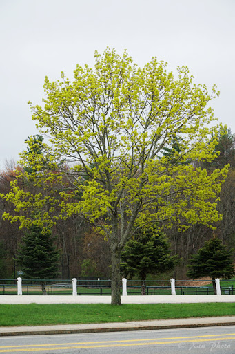 Park «Roby Park», reviews and photos, Spit Brook Rd, Nashua, NH 03062, USA