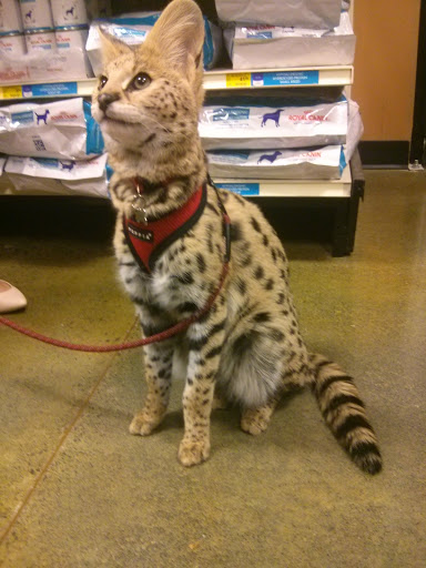 Pet Supply Store «PetSmart», reviews and photos, 3101 Market Center Drive, Morrisville, NC 27560, USA