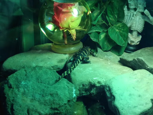 Pet Store «Petfection Exotic Pet Specialist», reviews and photos, 2989 PA-611 Suite 102, Tannersville, PA 18372, USA