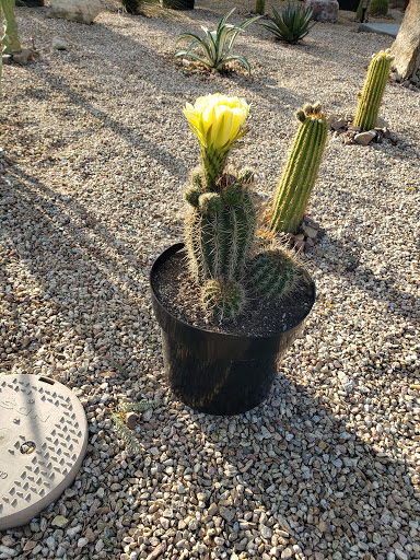 Home Improvement Store «The Home Depot», reviews and photos, 79900 CA-111, La Quinta, CA 92253, USA