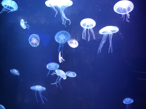 Science Museum «Discovery World», reviews and photos, 500 N Harbor Dr, Milwaukee, WI 53202, USA