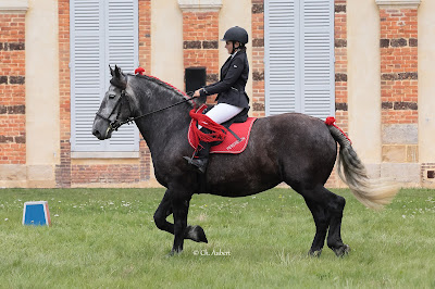 Percherons de La Lochetière à Charencey
