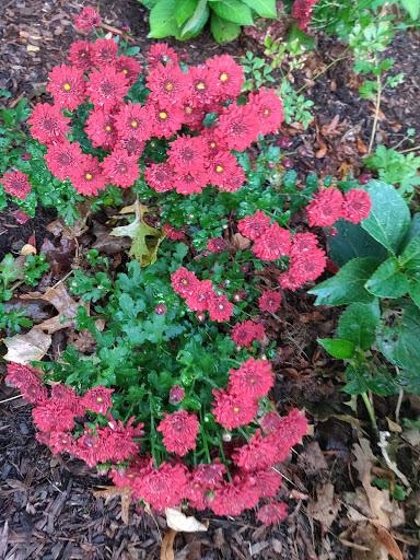 Market «Westville Quality Market», reviews and photos, 243 Alden Ave, New Haven, CT 06515, USA