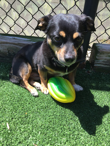 Pet Groomer «The Pet Set - Buckhead», reviews and photos, 2480 Briarcliff Rd NE #3, Atlanta, GA 30329, USA