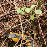 Photo n°11 de l'avis de Susi.r fait le 04/10/2022 à 14:36 sur le  Hotel Riedlberg à Drachselsried