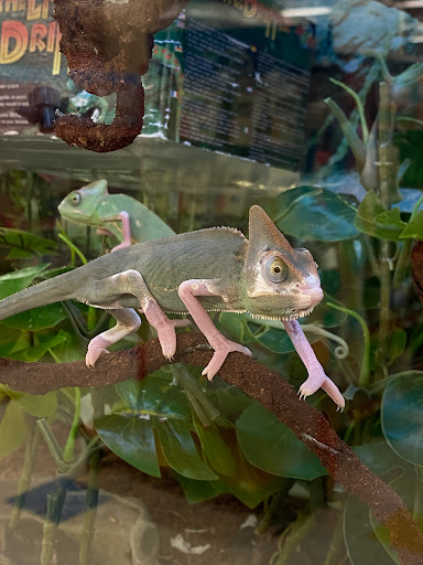 Pet Supply Store «Petco Animal Supplies», reviews and photos, 304 Western Ave, Brighton, MA 02135, USA