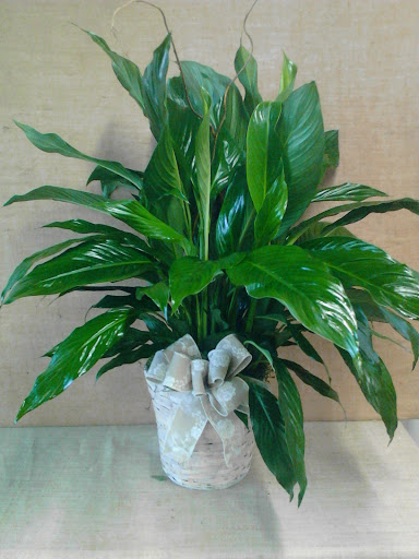 Florist «Valentin Occasions», reviews and photos, 1221 Powdersville Rd, Easley, SC 29642, USA