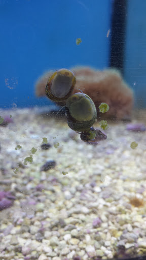 Pet Supply Store «Petco Animal Supplies», reviews and photos, 760 Queen St, Southington, CT 06489, USA