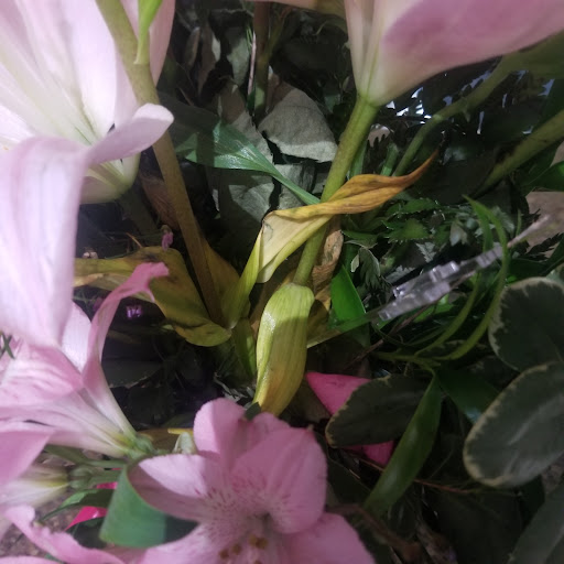 Florist «Petite Flower Shop», reviews and photos, 1501 Harry Wurzbach Rd, San Antonio, TX 78209, USA