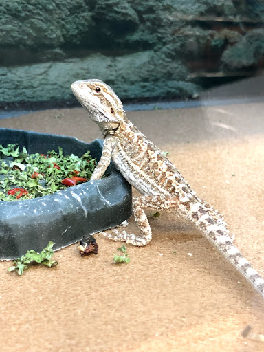 Pet Supply Store «Petco Animal Supplies», reviews and photos, 26 Coliseum Crossing, Hampton, VA 23666, USA